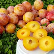 Саженец Слива Байрон голд в контейнере